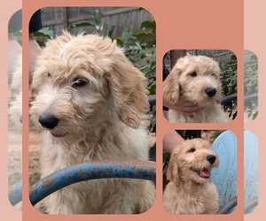 Goldendoodle Puppy for sale in LIBERTY, SC, USA