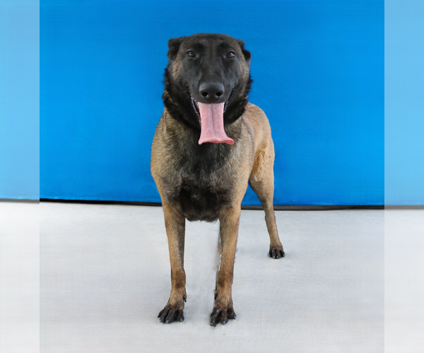 Medium Photo #2 Mutt Puppy For Sale in Pasadena, CA, USA