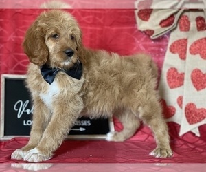 Goldendoodle Puppy for sale in LANCASTER, PA, USA