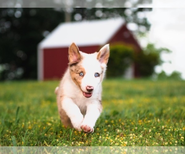 Medium Photo #26 Border Collie Puppy For Sale in STRAFFORD, MO, USA