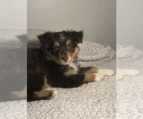 Medium Photo #4 Australian Shepherd Puppy For Sale in GLUCKSTADT, MS, USA