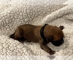 Small #3 Boxer