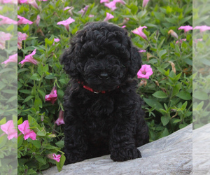 Goldendoodle-Poodle (Miniature) Mix Puppy for sale in AIRVILLE, PA, USA