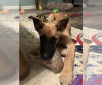 Small #4 German Shepherd Dog Mix