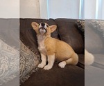 Small #7 Pembroke Welsh Corgi