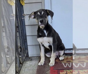 Shepweiller Dogs for adoption in SHERBURNE, NY, USA