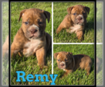 Image preview for Ad Listing. Nickname: Remy