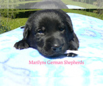 Small #5 German Shepherd Dog