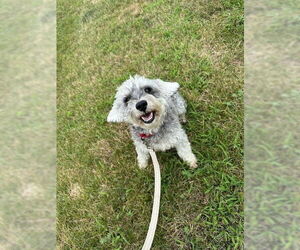 - Mix Dogs for adoption in Fort Wayne, IN, USA