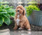 Small #2 Poodle (Miniature)