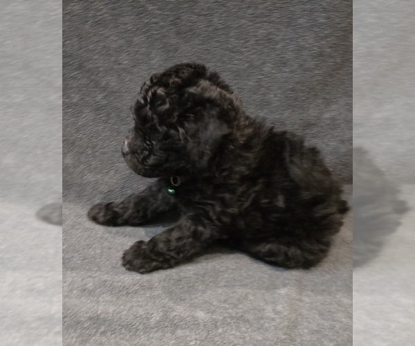 Medium Photo #8 Whoodle (Miniature) Puppy For Sale in KATY, TX, USA