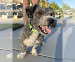 Small #2 Poodle (Miniature) Mix