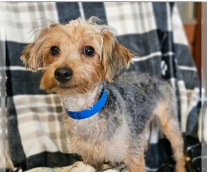 Mutt Dogs for adoption in Bon Carbo, CO, USA