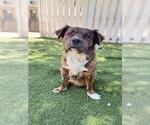 Small Chow Chow Mix