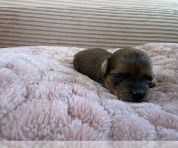 Medium Photo #14 Yorkipoo Puppy For Sale in ARLINGTON, TX, USA