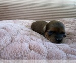 Small Photo #22 Yorkipoo Puppy For Sale in ARLINGTON, TX, USA