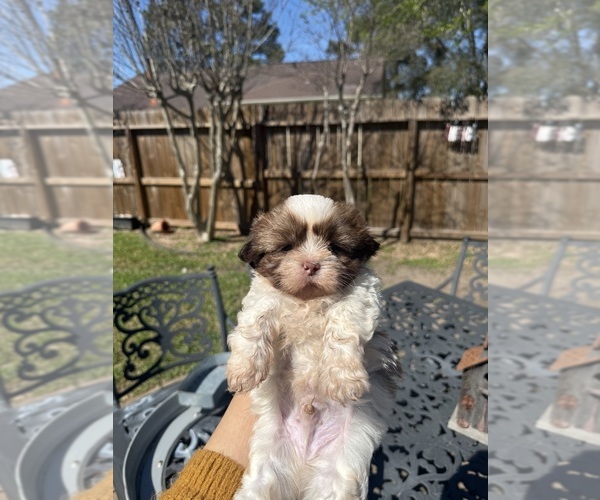 Medium Photo #2 Shih Tzu Puppy For Sale in SPRING, TX, USA