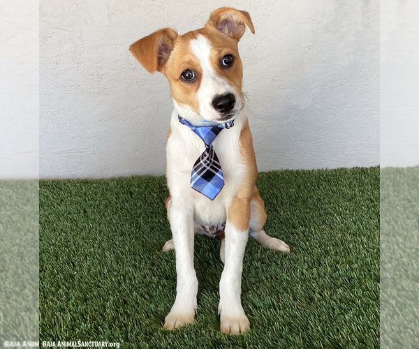 Medium Photo #4 Jug Puppy For Sale in San Diego, CA, USA