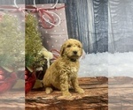 Small Photo #13 Aussiedoodle Puppy For Sale in COMMERCE, MI, USA