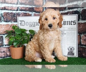 Cavapoo Puppy for sale in BEL AIR, MD, USA