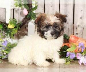 Havanese Puppy for sale in MOUNT VERNON, OH, USA