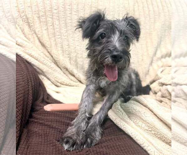 Medium Photo #11 Mutt Puppy For Sale in Phoenix, AZ, USA