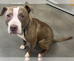 Mutt Dogs for adoption in Forestville, MD, USA