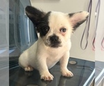 Small #6 French Bulldog