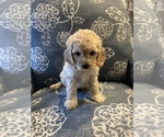 Small Photo #25 Miniature Labradoodle Puppy For Sale in HOMETOWN, PA, USA