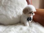Small Photo #1 Shih Tzu Puppy For Sale in Chisinau, Chisinau Municipality, Moldova