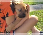 Puppy 9 Boxer-Mastiff Mix
