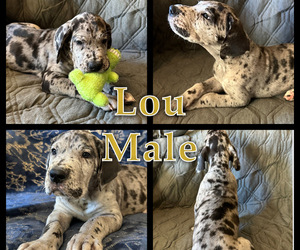 Great Dane Puppy for sale in NEW ALBANY, IN, USA