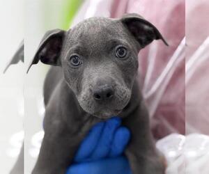 American Staffordshire Terrier Dogs for adoption in Canfield, OH, USA