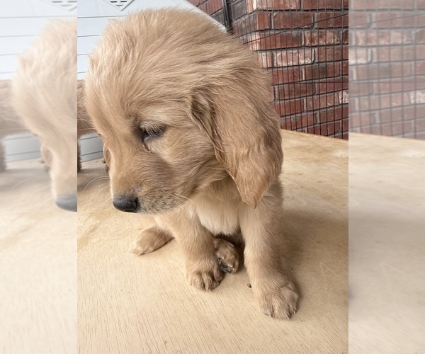 Medium Photo #2 Golden Retriever Puppy For Sale in PORTALES, NM, USA