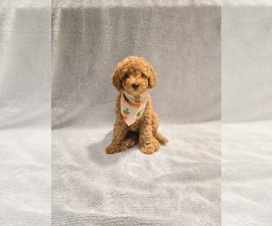 Poodle (Miniature) Litter for sale in TAUNTON, MA, USA