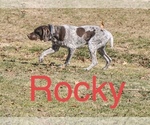 Small Photo #28 German Shorthaired Pointer Puppy For Sale in ARGONNE, WI, USA