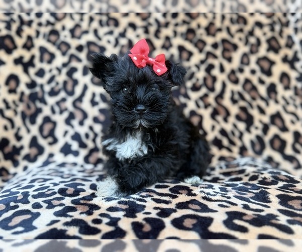 Medium Photo #5 Schnauzer (Miniature) Puppy For Sale in LAKELAND, FL, USA