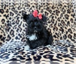 Zelda - Female Schnauzer (Miniature) Puppy for Sale - Photo #5