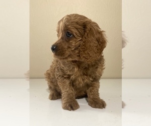 Cavalier King Charles Spaniel-Poodle (Toy) Mix Puppy for sale in GRANGER, IN, USA
