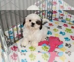 Small #11 Shih Tzu