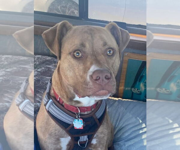 Medium Photo #18 American Staffordshire Terrier-Unknown Mix Puppy For Sale in Spotsylvania, VA, USA