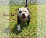 Small Bulldog Mix