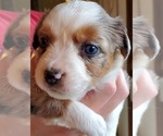Small Photo #3 Miniature Australian Shepherd Puppy For Sale in HILLSBORO, OR, USA