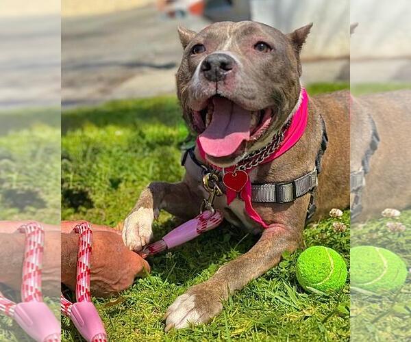Medium Photo #6 American Pit Bull Terrier-Unknown Mix Puppy For Sale in Marina Del Rey, CA, USA