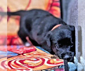 Golden Retriever-Unknown Mix Dogs for adoption in Rutherfordton, NC, USA