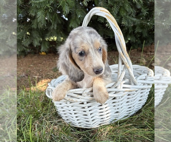 Medium Photo #3 Dachshund Puppy For Sale in MIDDLEBURY, IN, USA
