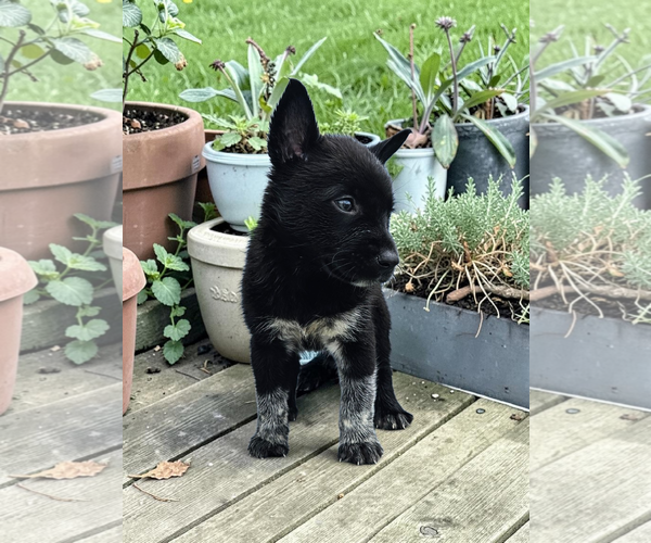 Medium Photo #6 Mutt Puppy For Sale in McKinney, TX, USA