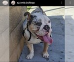 Small #2 Bulldog