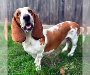 MIMI - ADOPTION PENDING! - Female Basset Hound Dog for Adoption - Photo #5