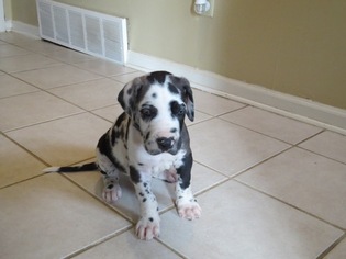 Great Dane Puppy for sale in MEMPHIS, TN, USA
